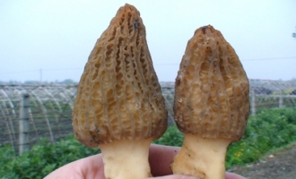 班玛县发展Manbetx体育手机版推荐A9版本种植