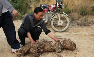 横县：茯苓种植走出致富路