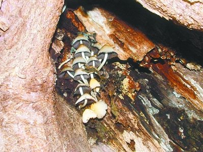 白蚁蛀出大洞 武汉杨柳树成&ldquo;蘑菇乐园&rdquo;(图)