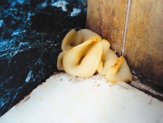 厨房地砖上长出蘑菇和小草