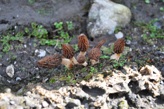 四川九寨沟人工种植Manbetx体育手机版推荐A9版本成功 每公斤120-140元