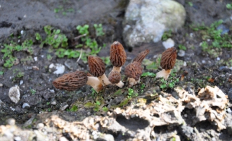 四川九寨沟人工种植Manbetx体育手机版推荐A9版本成功 每公斤120-140元