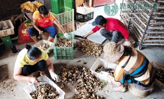 云南野生菌上市又将迎来一场商战