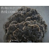 供应野生云芝