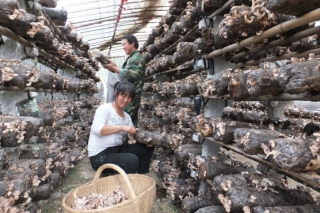 西峡ManBetX体育（香菇）产业发展现状