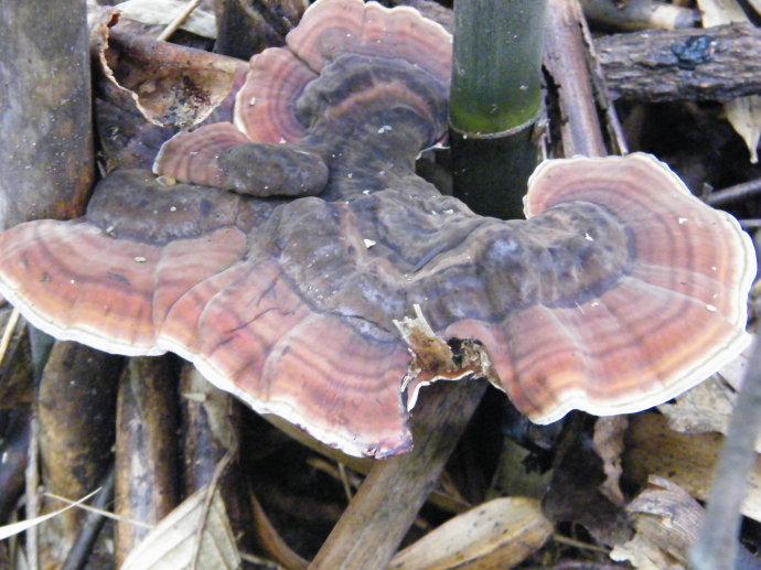 羊台山野生灵芝(采摘前)