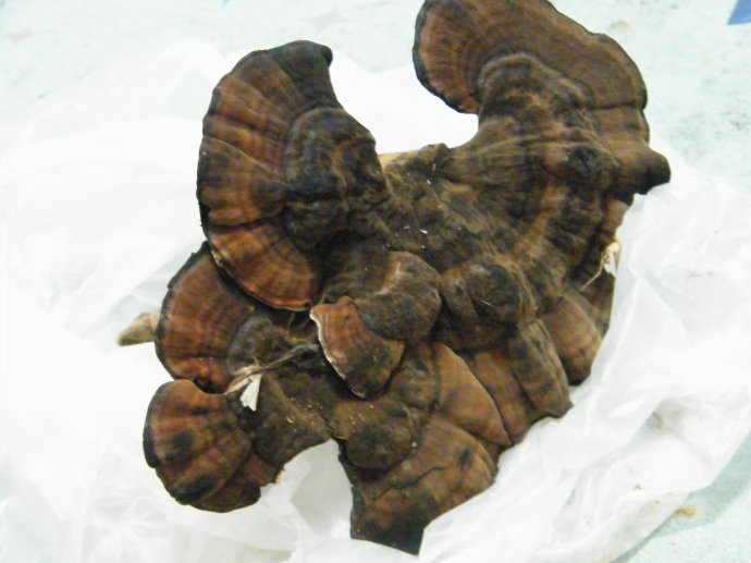 羊台山野生灵芝(采摘后)