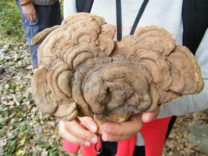 2010年11月27日羊台山大围肚被采灵芝,干重约1.5斤