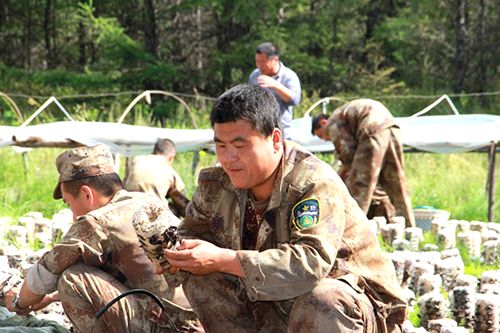 克一河局防火防汛处组织20多人到职工家中帮助采摘黑木耳图为帮助职工采摘木耳