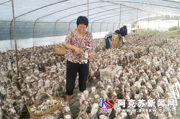 Small_新和大棚蘑菇喜获丰收