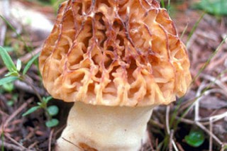 松露无法媲美 菌皇后Manbetx体育手机版推荐A9版本