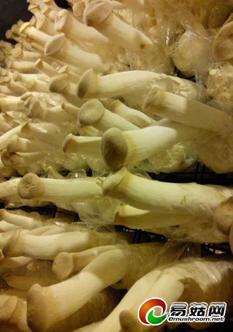 205采菇图片3