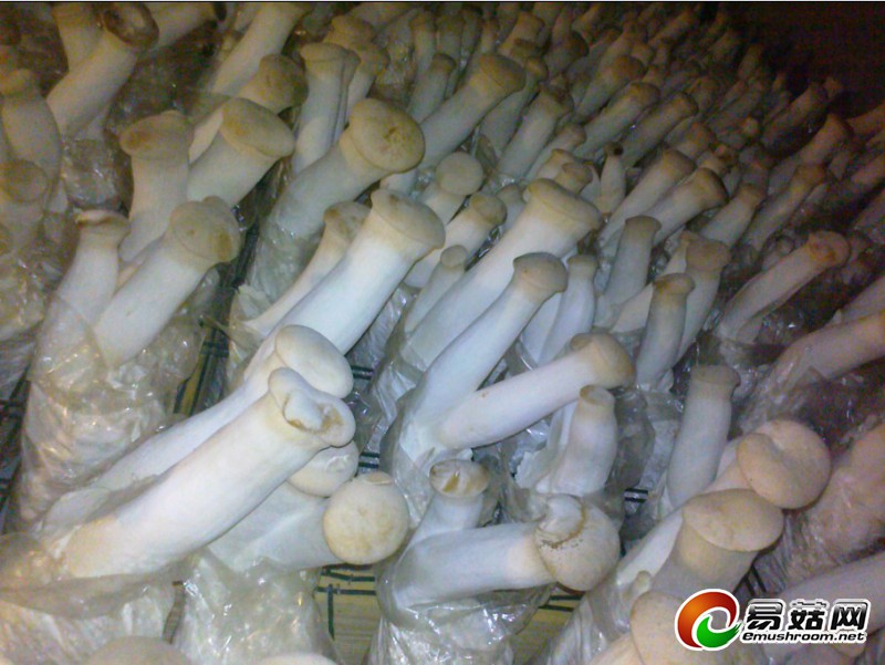 203采菇图片1