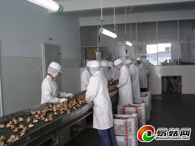香菇挑选