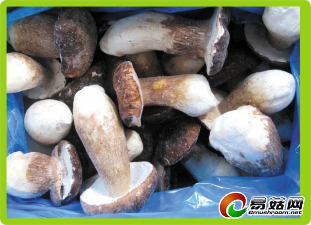 速冻牛肝菌整菇