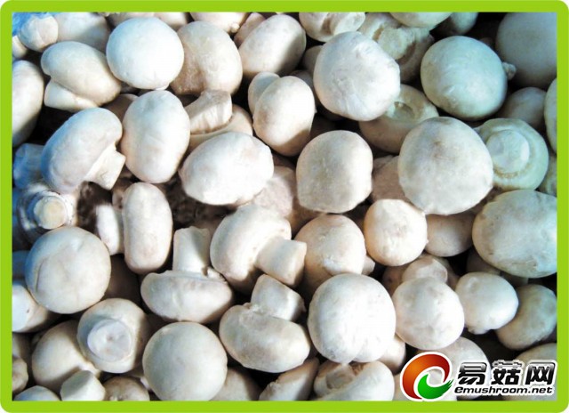 速冻双孢菇