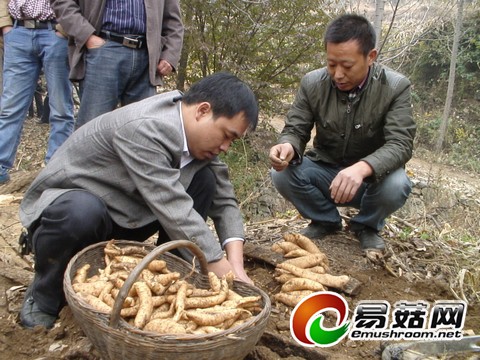 王坪乡两河村大田种植天麻喜获丰收