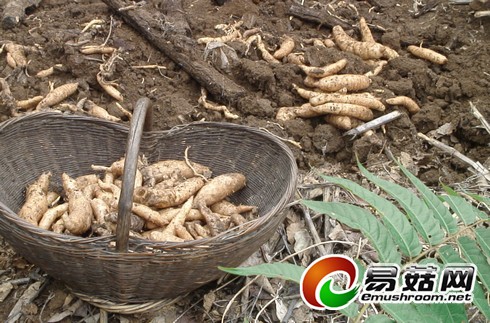 王坪乡两河村大田种植天麻喜获丰收