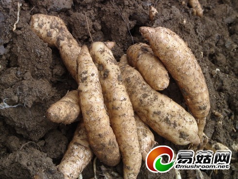 王坪乡两河村大田种植天麻喜获丰收