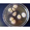 大量供应米曲霉