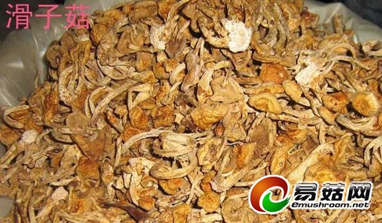 10滑子菇1