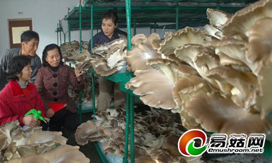 朝鲜掀起蘑菇增产热潮 为成 蘑菇之国 贡献力量(组图)