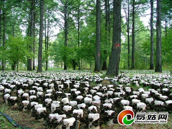 采珍园东北黑木耳黑龙江黑木耳哈尔滨黑木耳批发