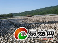 采珍园东北黑木耳黑龙江黑木耳哈尔滨黑木耳批发 (13)