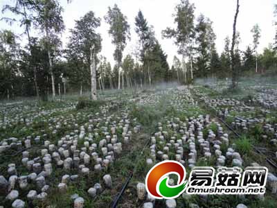 绿色有机黑木耳批发