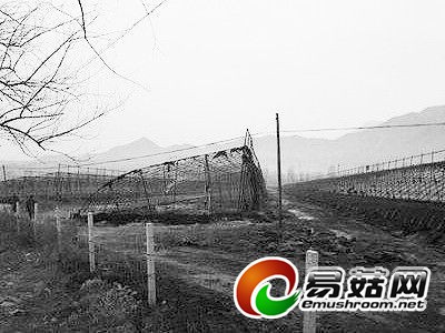 一场莫名大火烧毁5个蘑菇大棚(组图)