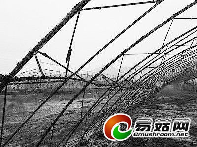 一场莫名大火烧毁5个蘑菇大棚(组图)