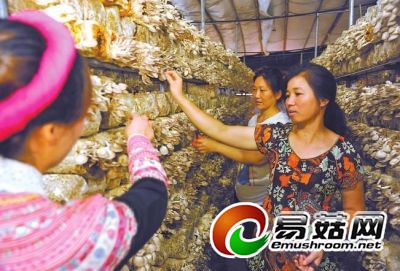 黄銮英（右一）带领姐妹们采收秀珍菇。（资料图片）