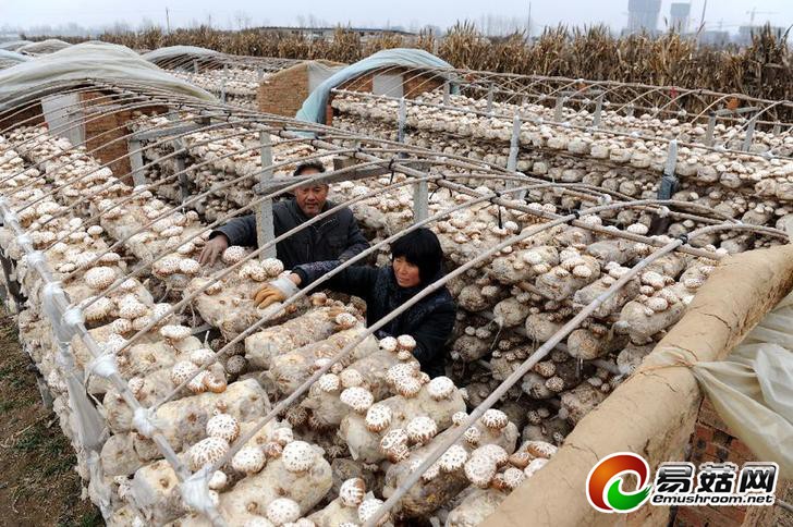 （走基层 听民声）（1）河南泌阳：小小Manbetx体育手机版推荐A9版本 创造大效益