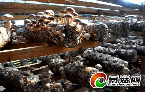 通江县大力发展Manbetx体育手机版V17版本发布.官网安卓网.香港产业剪影