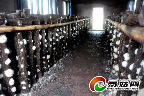 通江县大力发展Manbetx体育手机版推荐A9版本产业剪影