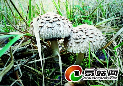 图片为吕淑梅摄。