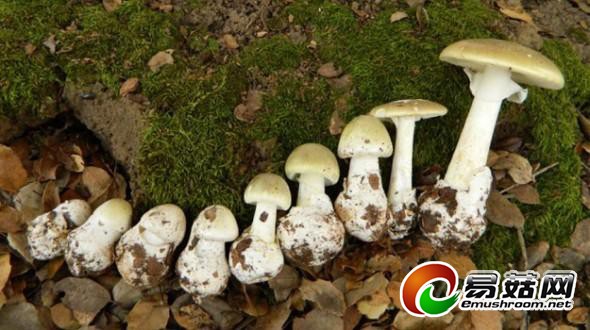 剧毒死帽菇酷似ManBetX体育 30克即可致人死亡