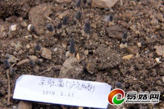 珍稀Manbetx体育手机版推荐A9版本花落泸定县