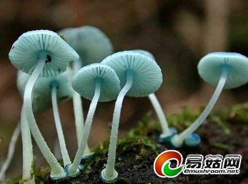 7294176a5d74e98d7293c80447fb9f4843364f3a7c41-pel1dm_fw554