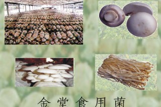 “引领 交流 发展”　让我们看到更盛大的金堂