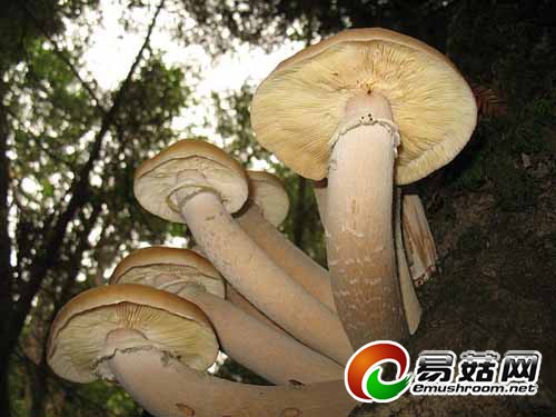 奥氏蜜环菌（Armillaria solidipes）图片来源：Wikipedia