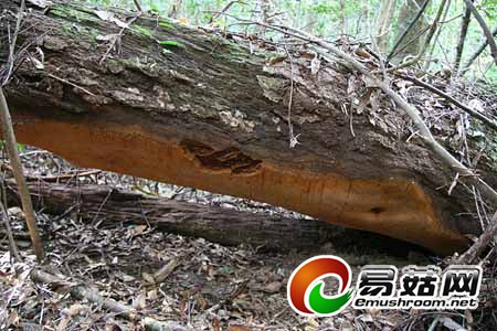 7GP1Trg2ZjJkY6oyX6sZorMt-vt5vTHwVZv92WNoo_yAAgAAqwEAAEpQ