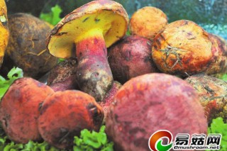 云南山珍野生菌喜迎上市季　见手青150元~280元/公斤
