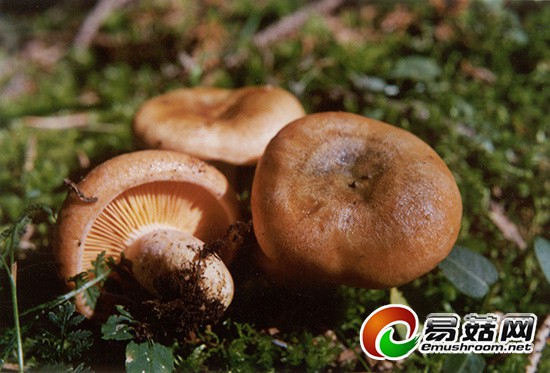 bk_b3f885cd84110fe4d77fe60fbb1b23ba_pMIT9I