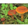 求购野生菌