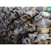 求购毛木耳