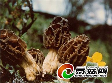 u=3086515399,2270041009&fm=23&gp=0