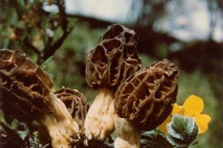 潼南人工栽培Manbetx体育手机版推荐A9版本亩产300斤 畅销国内出口海外供不应求