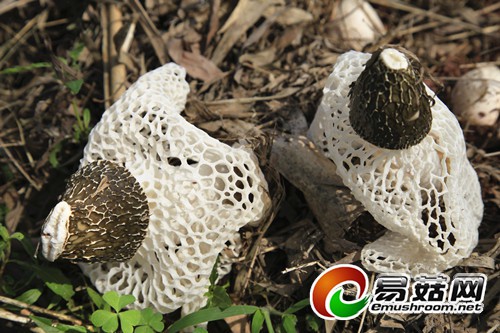 xinhua_sc_yibin2014430163514.591366