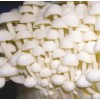 大量收购金针菇、徐州金针菇盐渍菇